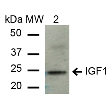 IGF-1 Antibody (Biotin)