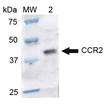 CCR2 Antibody