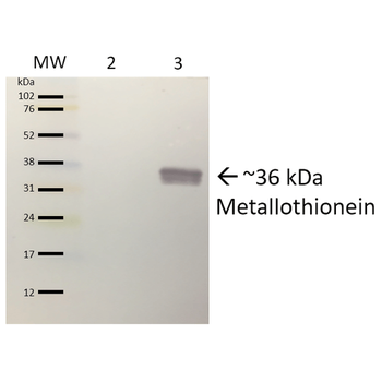 Metallothionein Antibody (APC)