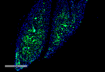 Thyroid Hormone Receptor Antibody (FITC)