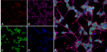 Thyroid Hormone Receptor Antibody (PerCP)