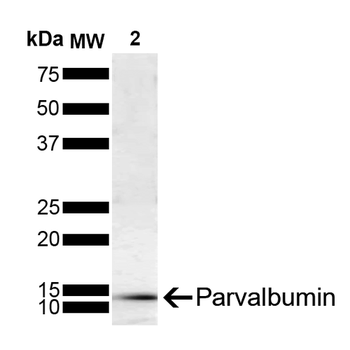parvalbumin Antibody
