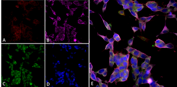 parvalbumin Antibody