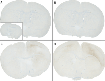 Alpha Synuclein (pSer129) Antibody (Biotin)