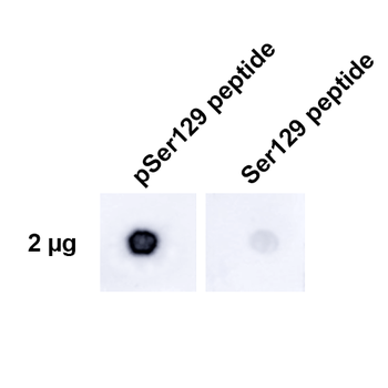 Alpha Synuclein (pSer129) Antibody (Biotin)