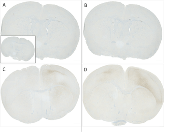 Alpha Synuclein (pSer129) Antibody (RPE)
