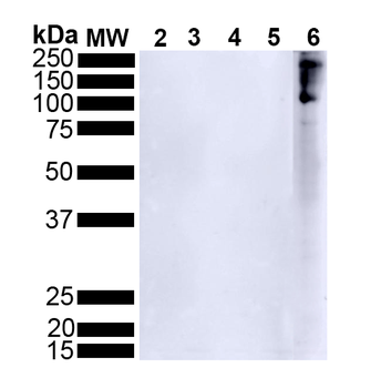 Alpha Synuclein (pSer129) Antibody (RPE)