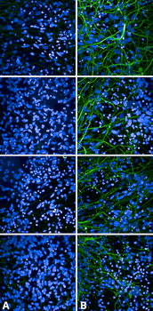 Tau (pSer202/ pThr205) Antibody (APC)