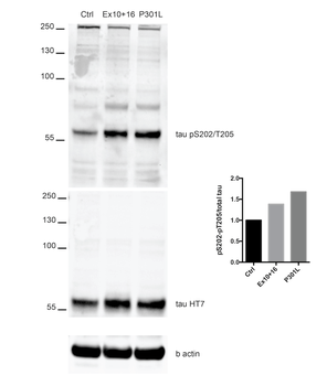 Tau (pSer202/ pThr205) Antibody (HRP)