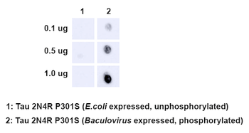 Tau (pSer202/ pThr205) Antibody (RPE)