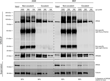 VPS35 Antibody