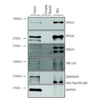 VPS35 Antibody (APC)