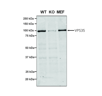 VPS35 Antibody (Biotin)