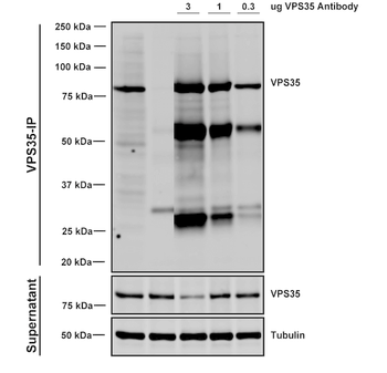 VPS35 Antibody (HRP)