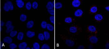VPS35 Antibody (PerCP)