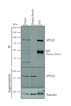 VPS35 Antibody (PerCP)
