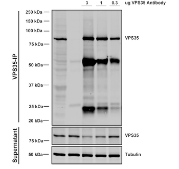 VPS35 Antibody (PerCP)