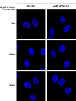 VPS35 Antibody
