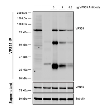 VPS35 Antibody