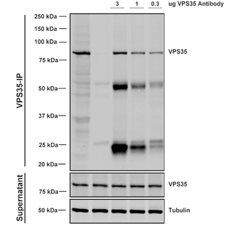 VPS35 Antibody (FITC)