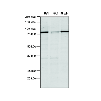 VPS35 Antibody (PerCP)