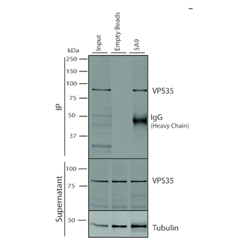 VPS35 Antibody (RPE)