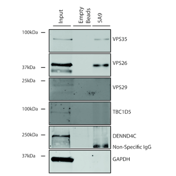 VPS35 Antibody (RPE)