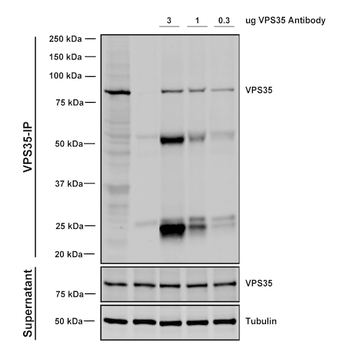 VPS35 Antibody
