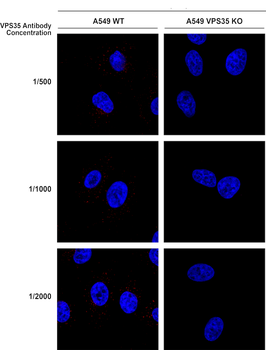 VPS35 Antibody (APC)