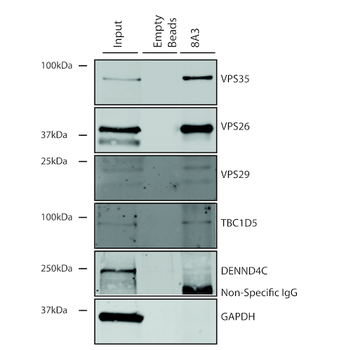 VPS35 Antibody (Biotin)