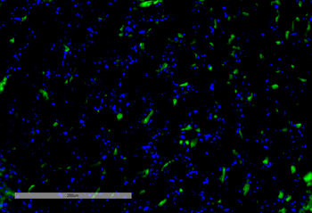 VPS35 Antibody (FITC)