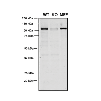 VPS35 Antibody (FITC)