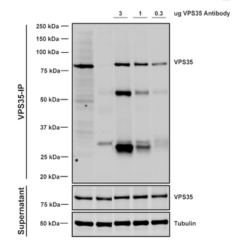 VPS35 Antibody (RPE)