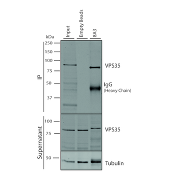 VPS35 Antibody (RPE)