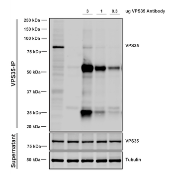 VPS35 Antibody