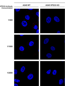 VPS35 Antibody (APC)