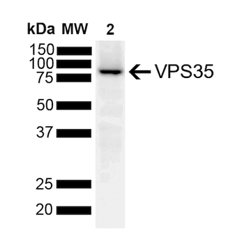VPS35 Antibody (APC)