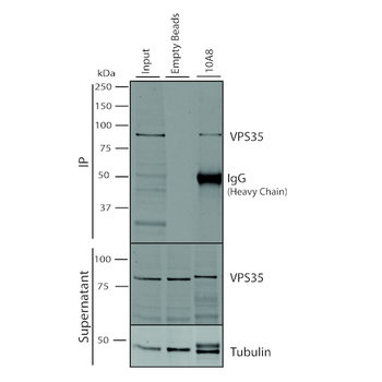 VPS35 Antibody (APC)