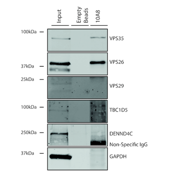 VPS35 Antibody (Biotin)