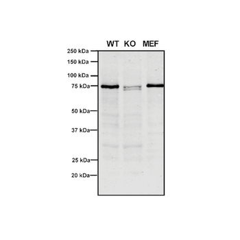 VPS35 Antibody (PerCP)