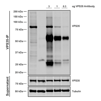 VPS35 Antibody (APC)