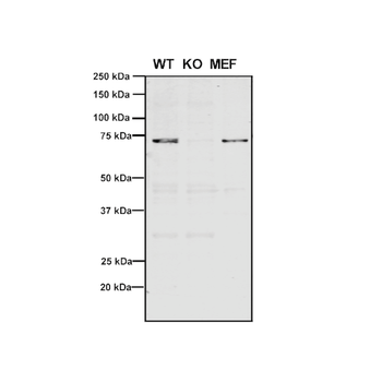 VPS35 Antibody (APC)