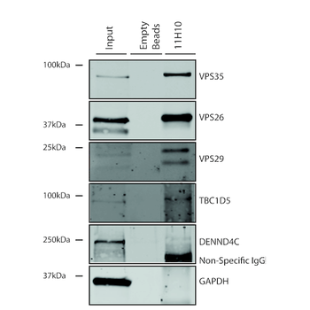 VPS35 Antibody (Biotin)