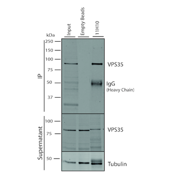 VPS35 Antibody (FITC)