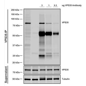 VPS35 Antibody (HRP)