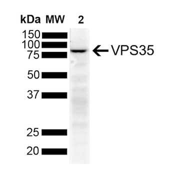 VPS35 Antibody (RPE)