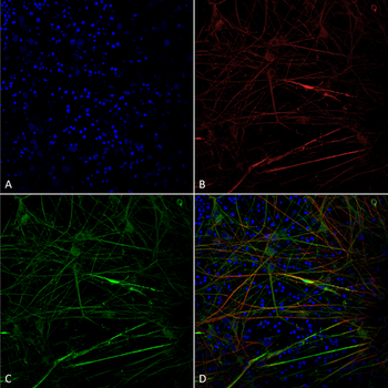Tau Antibody (APC)