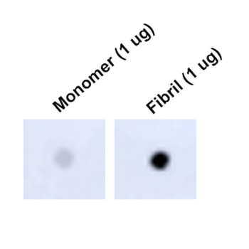 Tau Antibody (Biotin)