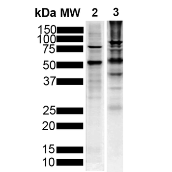 Tau Antibody (PerCP)