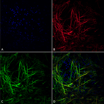 Tau Antibody (APC)